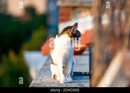 Obdachlose Katze sitzt auf Gebäude Terrasse im Freien Stockfoto