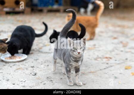 Streunende Katzen essen auf der Straße. Eine Gruppe von Obdachlosen und hungrigen Straßenkatzen, die von Freiwilligen Essen essen. Füttern einer Gruppe wilder streunender Katzen Stockfoto