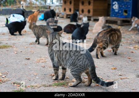 Streunende Katzen auf der Straße. Eine Gruppe von Obdachlosen und hungrigen Straßenkatzen warten auf Nahrung von Freiwilligen. Fütterung einer Gruppe von wilden streunenden Katzen, Tier Stockfoto