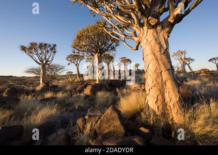 Geographie / Reisen, Namibia, Keetmanshoop, Köcher Tree Forest, Additional-Rights-Clearance-Info-not-available Stockfoto