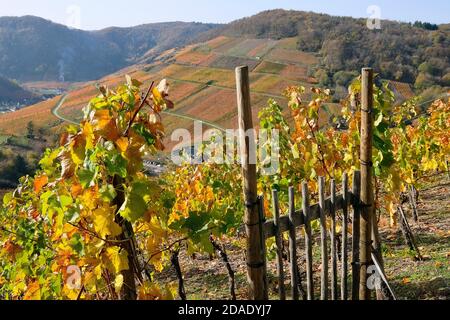 Farbenfrohe Herbststimmung in den Weinbergen des Ahrtals, Rheinland-Pfalz, Deutschland. Stockfoto