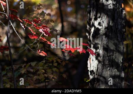 Scharlach Zucker Ahornblätter stehen in einem Schaft von Sonnenlicht vor einer bunten Waldkulisse an einem Novembernachmittag In New York Stockfoto