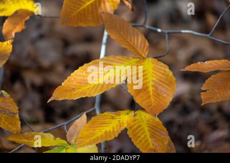 Buche Blätter wechseln von grün zu hellgelb und Bronze An einem Novembernachmittag in New York Stockfoto