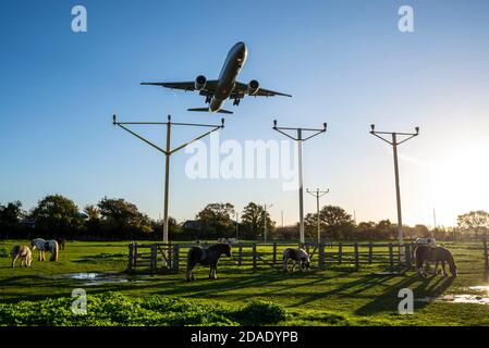 Flughafen London Heathrow, London, Großbritannien. November 2020. Der nächtliche Regen hat sich in einen hellen, sonnigen, aber kühlen Morgen verwandelt, als die ersten Ankünfte in Heathrow landen. Die Pferde auf dem Feld unter dem Anflug sind von den über Kopf vorbeifliegender Düsenflugzeuge unbeirrt. American Airlines Boeing 777 mit Ankunft aus Chicago Stockfoto