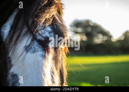 Flughafen London Heathrow, London, Großbritannien. November 2020. Pferde in einem Feld in Bedfont, Feltham, unter der Heathrow-Annäherung werden von den Düsenflugzeugen, die über uns vorbeifliegen, nicht gestört. Früher Herbstmorgen. Auge des Pferdes Stockfoto