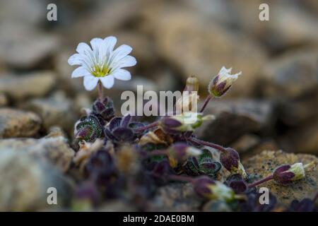 Arctic Mouse-Ear Flower - Cerastium nigrescens, seltene weiße Blume von Shetland Inseln, Schottland, UK. Stockfoto