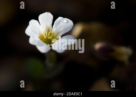 Arctic Mouse-Ear Flower - Cerastium nigrescens, seltene weiße Blume von Shetland Inseln, Schottland, UK. Stockfoto