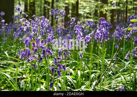 Faszinierende Aufnahme eines natürlichen Teppichs aus bluebell Blumen in Hallerbos, Belgien Stockfoto