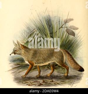 Der bengalische Fuchs (Vulpes bengalensis [hier als Canis bengalensis]), auch bekannt als der indische Fuchs, ist ein endemischer Fuchs auf dem indischen Subkontinent von den Himalaya-Ausläufern und Terai von Nepal durch Südindien, und von Süd- und Ostpakistan nach Ostindien und Südost-Bangladesch. Aus dem Buch Hunde, Schakale, Wölfe und Füchse EINE Monographie der Canidae [aus dem Lateinischen: Canis, 'Hund') ist eine biologische Familie hundeähnlicher Fleischfresser. Ein Mitglied dieser Familie wird ein Canid genannt] von George Mivart, F.R.S. mit Holzschnitten und 45 farbigen Platten aus der Natur von J. G. Keulemans und Hand-Colou gezeichnet Stockfoto