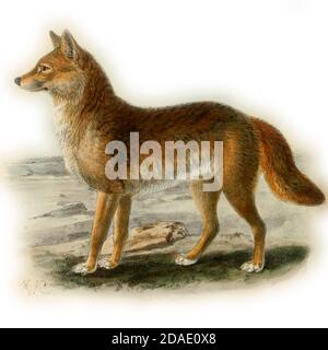 Der Dingo (Canis familiaris, Canis Dingo, Canis familiaris Dingo oder Canis lupus Dingo) ist ein Hund, der in Australien gefunden wird. Seine taxonomische Klassifizierung wird diskutiert. Es ist ein mittelgroßer Hund, der einen schlanken, robusten Körper für Geschwindigkeit, Beweglichkeit und Ausdauer angepasst besitzt. Aus dem Buch Hunde, Schakale, Wölfe und Füchse EINE Monographie der Canidae [aus dem Lateinischen: Canis, 'Hund') ist eine biologische Familie hundeähnlicher Fleischfresser. Ein Mitglied dieser Familie wird ein Canid genannt] von George Mivart, F.R.S. mit Holzschnitten und 45 farbigen Platten aus der Natur von J. G. Keulemans gezeichnet und handfarbig. Herausgegeben von R. H. Porter, Lon Stockfoto