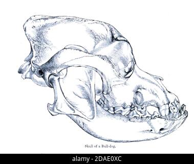 Seitenansicht eines Schädels eines Bulldogges [Bulldog] aus dem Buch Hunde, Schakale, Wölfe und Füchse EINE Monographie der Canidae [aus dem Lateinischen, Canis, 'Hund') ist eine biologische Familie hundeähnlicher Fleischfresser. Ein Mitglied dieser Familie wird ein Canid genannt] von George Mivart, F.R.S. mit Holzschnitten und 45 farbigen Platten aus der Natur von J. G. Keulemans gezeichnet und handfarbig. Herausgegeben von R. H. Porter, London, 1890 Stockfoto