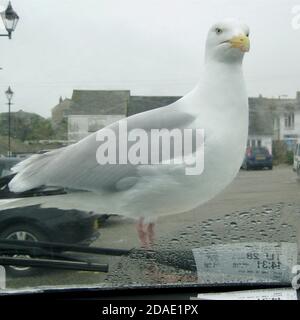 In St. Ives, Cornwal, herrschen weder Einheimische noch Besucher über das Hotel, sondern diese Fellas. Halten Sie sich fest an Ihre Pasties, die hier wislt, oder sie werden sie zu retten. Stockfoto