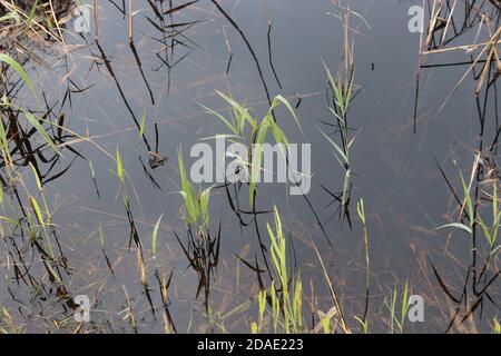 Gras und Schilf wachsen aus dem Wasser, am Rande eines Moorsees, im Herbst. Im Weidmoos Moorland, einem österreichischen Naturschutzgebiet. Salzburg, Österreich. Stockfoto