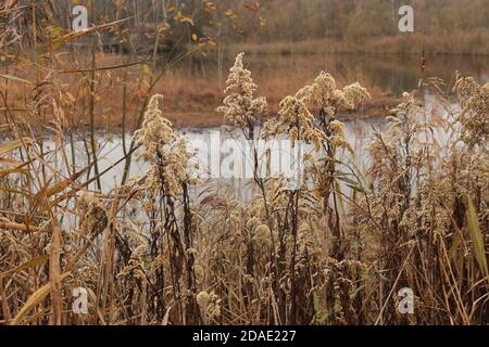 Wollig Gras am Rande eines Moorsees, im Herbst. Im Weidmoos Moorland, einem österreichischen Naturschutzgebiet. Land Salzburg, Österreich, Europa. Stockfoto