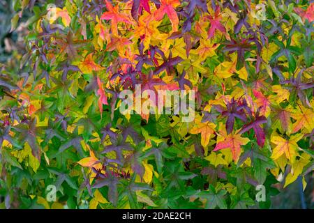 Grüne, gelbe und rote Herbstblätter eines Bernsteinbaums (amerikanische s Stockfoto