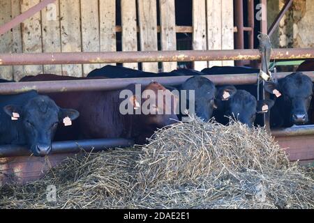 Europäische Rinder füttern auf Heu im Stall. Tschechische Republik, Europa Stockfoto