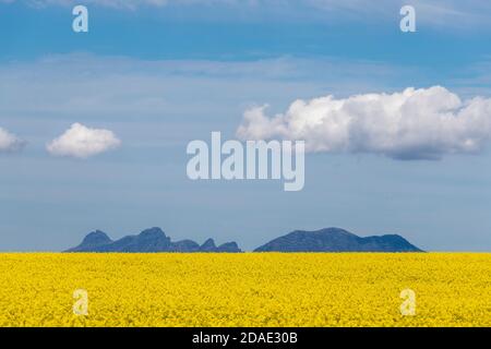 Blick auf den Stirling Ranges NP über ein Rapsfeld. Stockfoto