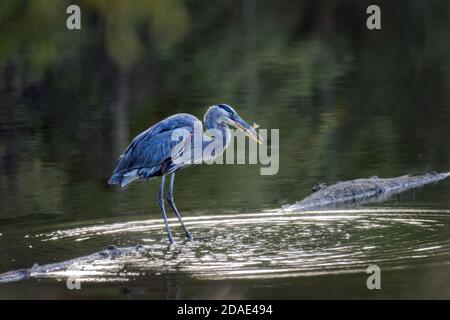 Magnificent Great Blue Heron steht in einem grünen Teich auf Die Chesapeake Bay mit einem Fisch im Schnabel Stockfoto