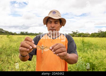 CHARAGUA, BOLIVIEN - 29. Jul 2013: Charagua, Santa Cruz / Bolivien - 28 2013. Juli: Hispanic man in Orange Shirt packing a Grasshopper by the Wings Stockfoto