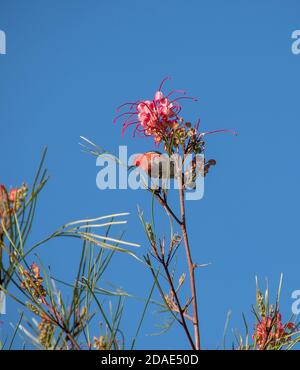Scharlachrote Honeyeater, Myzomela sanguinolenta. Ein Männchen, das sich am Nektar von grevillea ernährt, blüht in einem privaten australischen Garten in Queensland. Stockfoto
