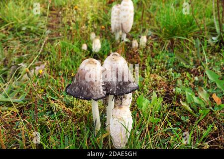 Die zottelige Tintenkappe, die Perücke des Rechtsanwalts oder die zottelige Mähne (Coprinus comatus) ist ein häufiger Pilz, der häufig auf Rasenflächen und Abfallbereichen wächst. Stockfoto
