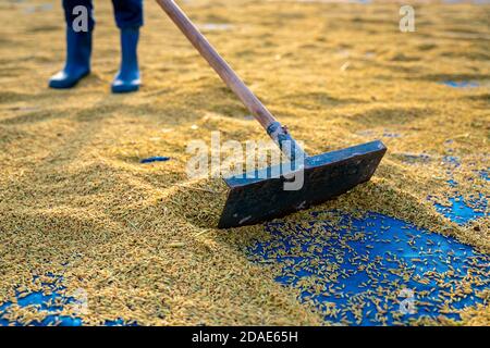 Nahaufnahme von Farmer Arbeit zum Trocknen von Reisreis durch Sonnenlicht auf dem Land in Thailand Stockfoto