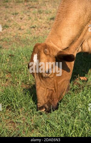 Eine streunende braune Kuh (Kopfschuss), die in einem benachbarten Obstgarten Gras frisst, nachdem sie vom Feld entkommen ist. Queensland, Australien, Sommer. Stockfoto