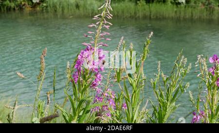 Nahaufnahme von Wildblumen Stockfoto