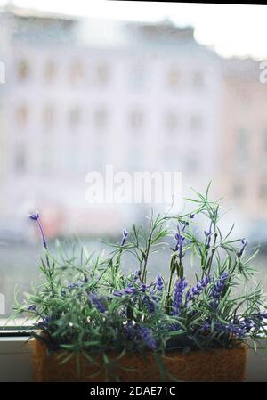 Künstliche Blumen in einem Topf auf einer Fensterbank vor dem Hintergrund einer verschwommenen europäischen Stadt. Der Blick auf die Stadt ist unbestimmt. Stockfoto