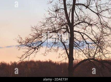 Silhouette von großen Baum gegen Sonnenuntergang rosa Himmel Stockfoto