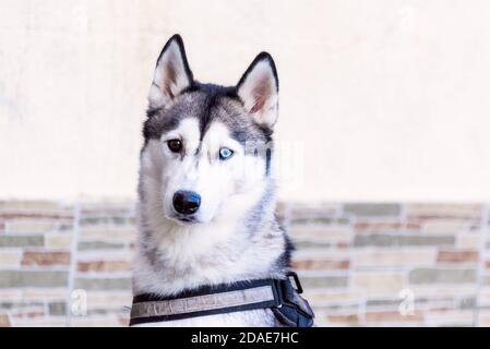 Ungewöhnliche Augen-Heterochromie. Verschiedene Augen haben sibirischen Husky. Augen in verschiedenen Farben. Stockfoto