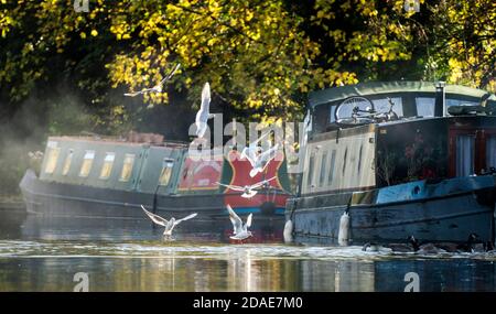 BERKHAMSTED - NOVEMBER 12: UK Wetter: Möwen schweben um Boote, die am Grand Union Canal in Berkhamsted Hertfordshire an einem frischen, herbstlichen Morgen, dem 12. November 2020, festgemacht sind. Foto: Kredit: 2020 David Levenson/Alamy Live Nachrichten Stockfoto