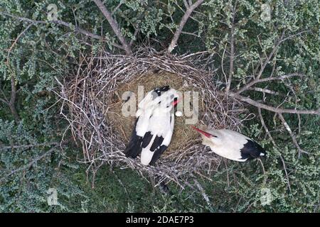 Luftaufnahme von Weißstorch, Ciconia ciconia, Nisting auf einer Spitze eines Baumes Stockfoto