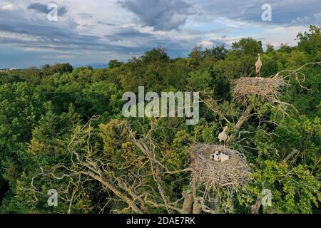 Luftaufnahme von Weißstorch Erwachsene und Küken, Ciconia ciconia, Nisting auf einer Spitze eines Baumes Stockfoto