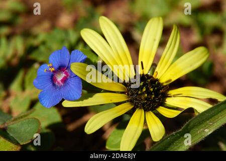 Blaues Pimpernel mit Namaqualnd Daisy Stockfoto