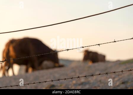 Braune Mäntel grasen auf der Farm Weide Stockfoto