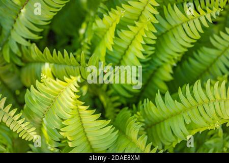 Farne im Wald, Nahaufnahme Naturmuster. Schöne Farne Blätter grünes Laub. Nahaufnahme von schönen wachsenden Farnen im Wald. Natürlich geblümt Stockfoto