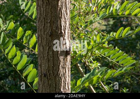 Gut getarnte Cicada (Cicadidae) auf Stamm - Mannazikade (Cicada orni) Stockfoto