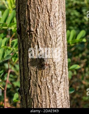 Gut getarnte Cicada (Cicadidae) auf Stamm - Mannazikade (Cicada orni) Stockfoto