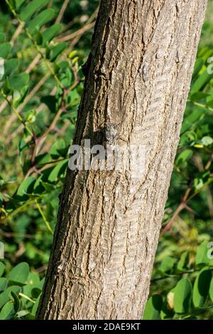 Gut getarnte Cicada (Cicadidae) auf Stamm - Mannazikade (Cicada orni) Stockfoto