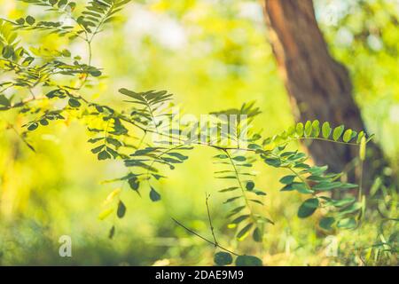 Grüne Blätter Hintergrund. Naturwald, sonniger Frühling Sommer Grün, Frische mit verschwommenem Laub, Blick auf die Wiese Stockfoto