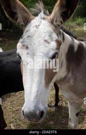 Esel-Portrait Stockfoto