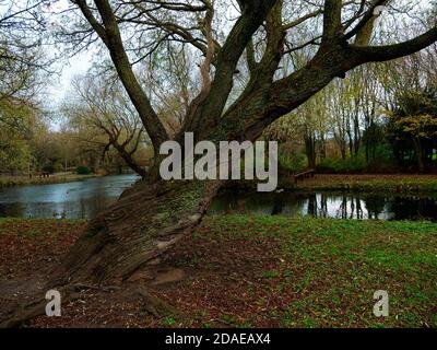 Ein am See reifer Weidenbaum mit einem steil abgewinkelten Stamm Stockfoto