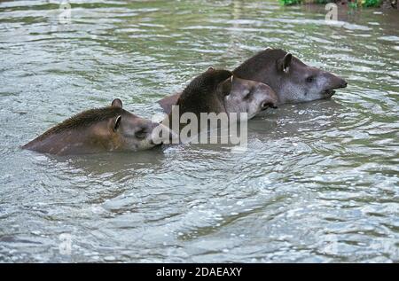 FLACHLANDTAPIR TAPIRUS TERRESTRIS, GRUPPE IM WASSER STEHEND Stockfoto