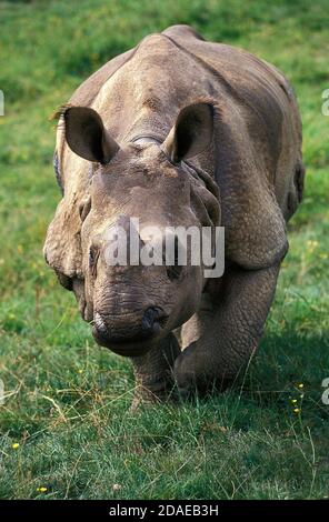 INDISCHE Nashorn Rhinoceros Unicornis, Weiblich Stockfoto