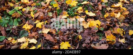 Herbstfarben und ein Teppich aus schwedischen Sycamore-Blättern hellt auf Ein trüber November-Nachmittag Stockfoto