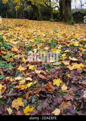 Herbstfarben und ein Teppich aus schwedischen Sycamore-Blättern hellt auf Ein trüber November-Nachmittag Stockfoto