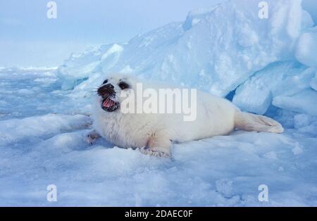 HARFENROBBE PAGOPHILUS GROENLANDICUS, PUP RUFT MUTTER AUF ICEFIELD, MAGDALENA INSEL IN KANADA Stockfoto