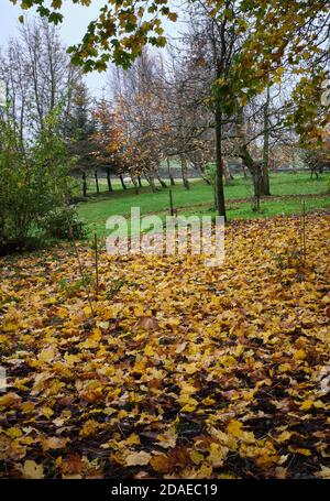 Herbstfarben und ein Teppich aus schwedischen Sycamore-Blättern hellt auf Ein trüber November-Nachmittag Stockfoto