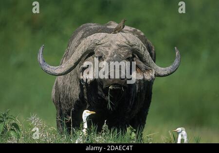 AFRIKANISCHER BUFFALO SYNCERUS KAFFER, ERWACHSEN MIT OXPECKER UND RINDERREIHER, MASAI MARA PARK IN KENIA Stockfoto